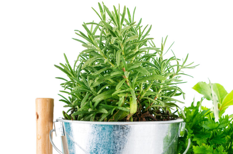 Grow Your Own Rosemary
